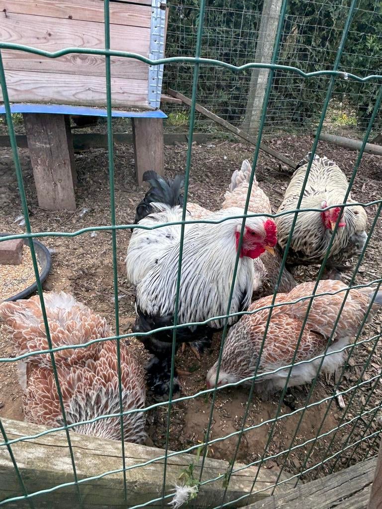 Œufs à éclore de saumon Brahma, Animaux & Accessoires, Plusieurs animaux, Poule ou poulet