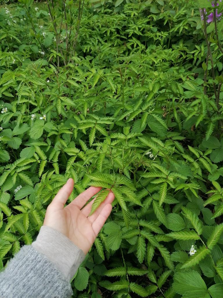 Aardbei framboos (rubus illecebrosus), Zakelijke goederen, Landbouw | Aardappelen, Groenten, Fruit en Vlees, Ophalen