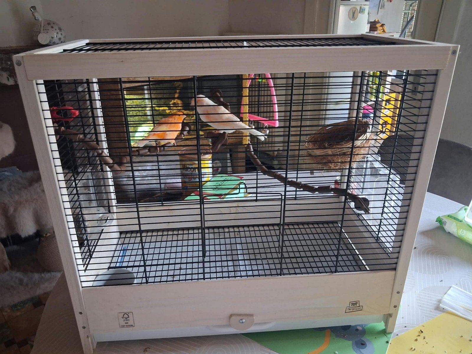 koppel kanaries, Dieren en Toebehoren