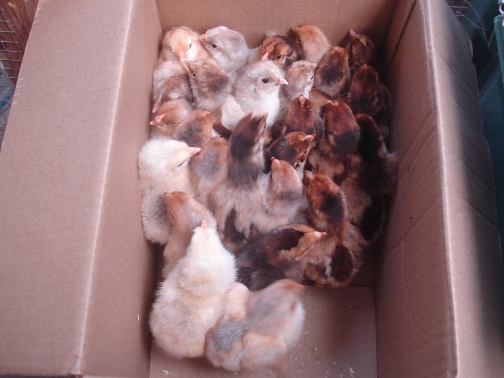 kuikens wyandotte (groothoenders), Dieren en Toebehoren, Pluimvee, Kip, Geslacht onbekend