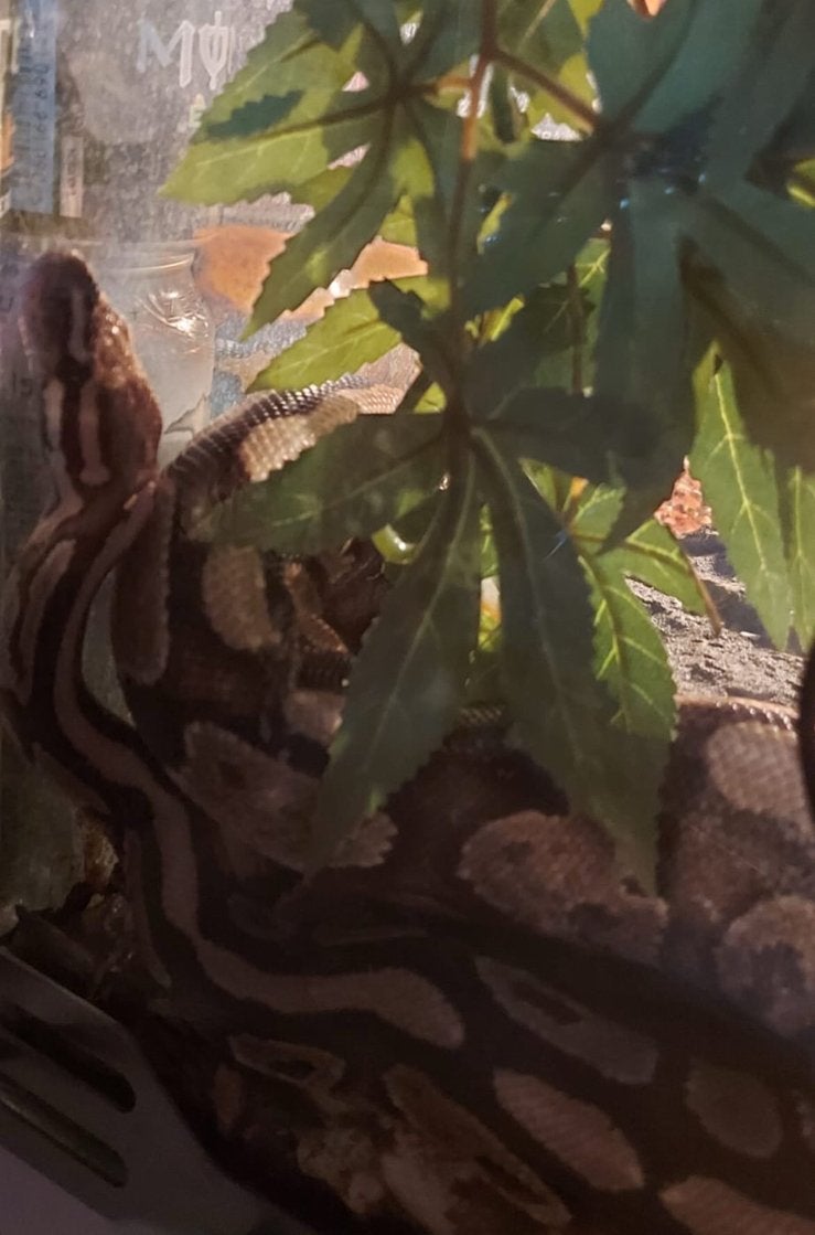 Serpent King Python, Animaux & Accessoires, Serpent, Domestique, 3 à 6 ans