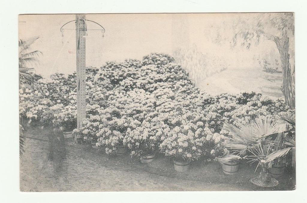 Gand (Gent) - Floralies d'été, 9 au 17 aout, Verzamelen, Verzenden, Voor 1920, Ongelopen, Oost-Vlaanderen