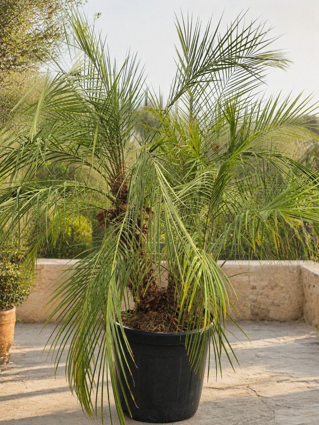 Palmboom Phoenix Roebelenii, Jardin & Terrasse, Plantes | Arbres, Enlèvement, Palmier