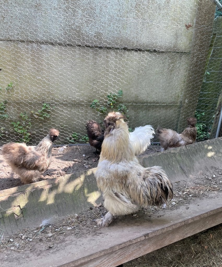 grijze zijdehoen haan, Dieren en Toebehoren, Overige Dieren, Maart, Mannelijk