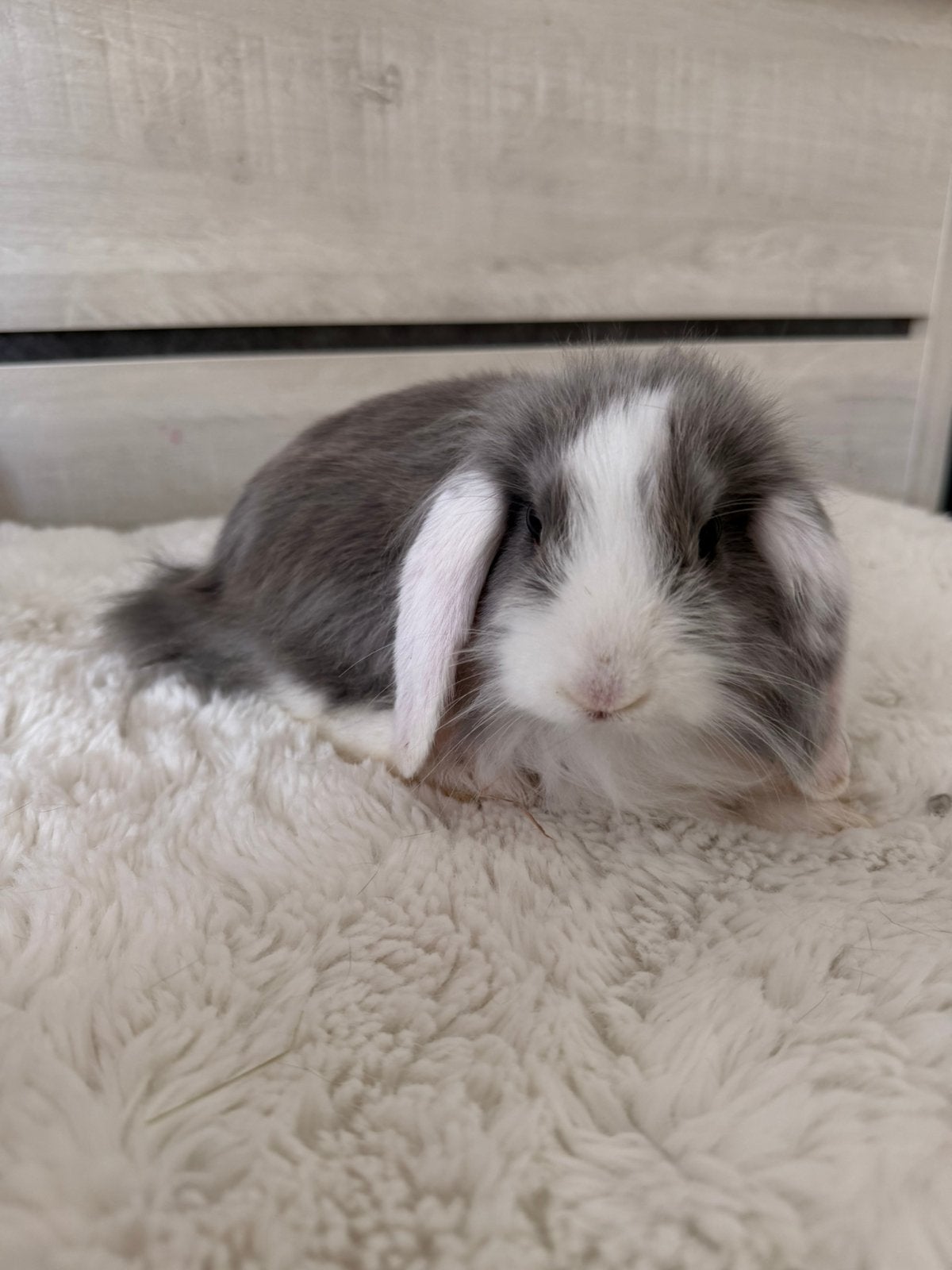 Hangoortje met lang haar, Dieren en Toebehoren, Mannelijk, Dwerg, Hangoor, 0 tot 2 jaar