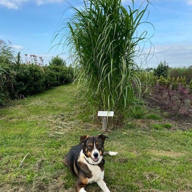 Olifanten gras, Miscanthus x giganteus, olifantsgras, Tuin en Terras, Planten | Tuinplanten, Vaste plant, Siergrassen