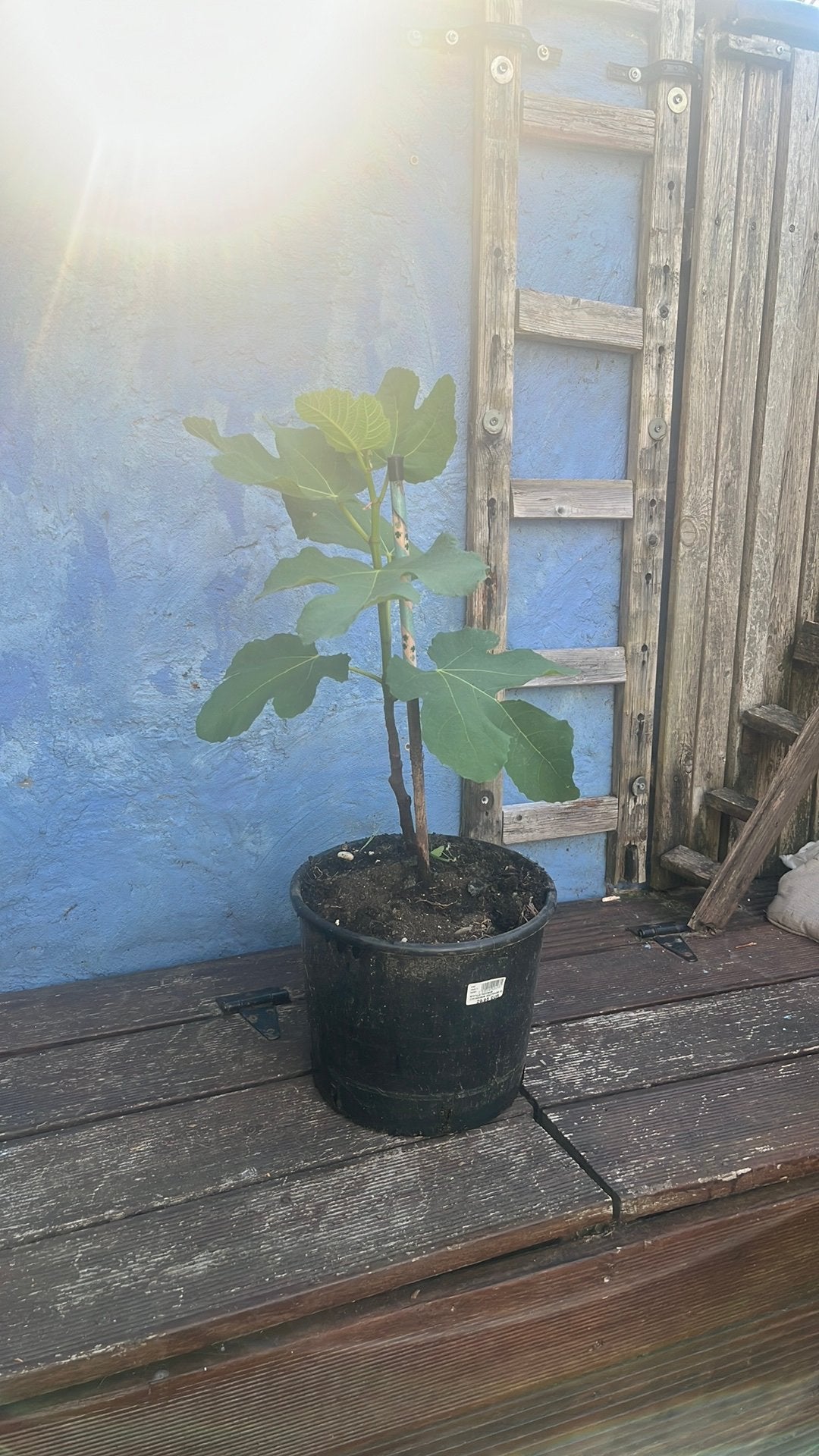 Plante figuier, Jardin & Terrasse, Enlèvement