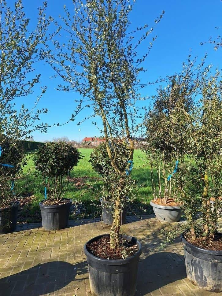 Steeneik & Kurkeik – Quercus Ilex en Quercus Suber, Tuin en Terras, Ophalen of Verzenden