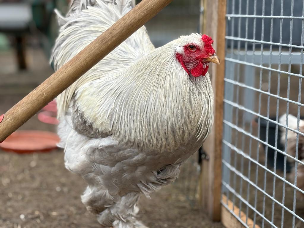 Broedeieren brahma, Geslacht onbekend, Kip