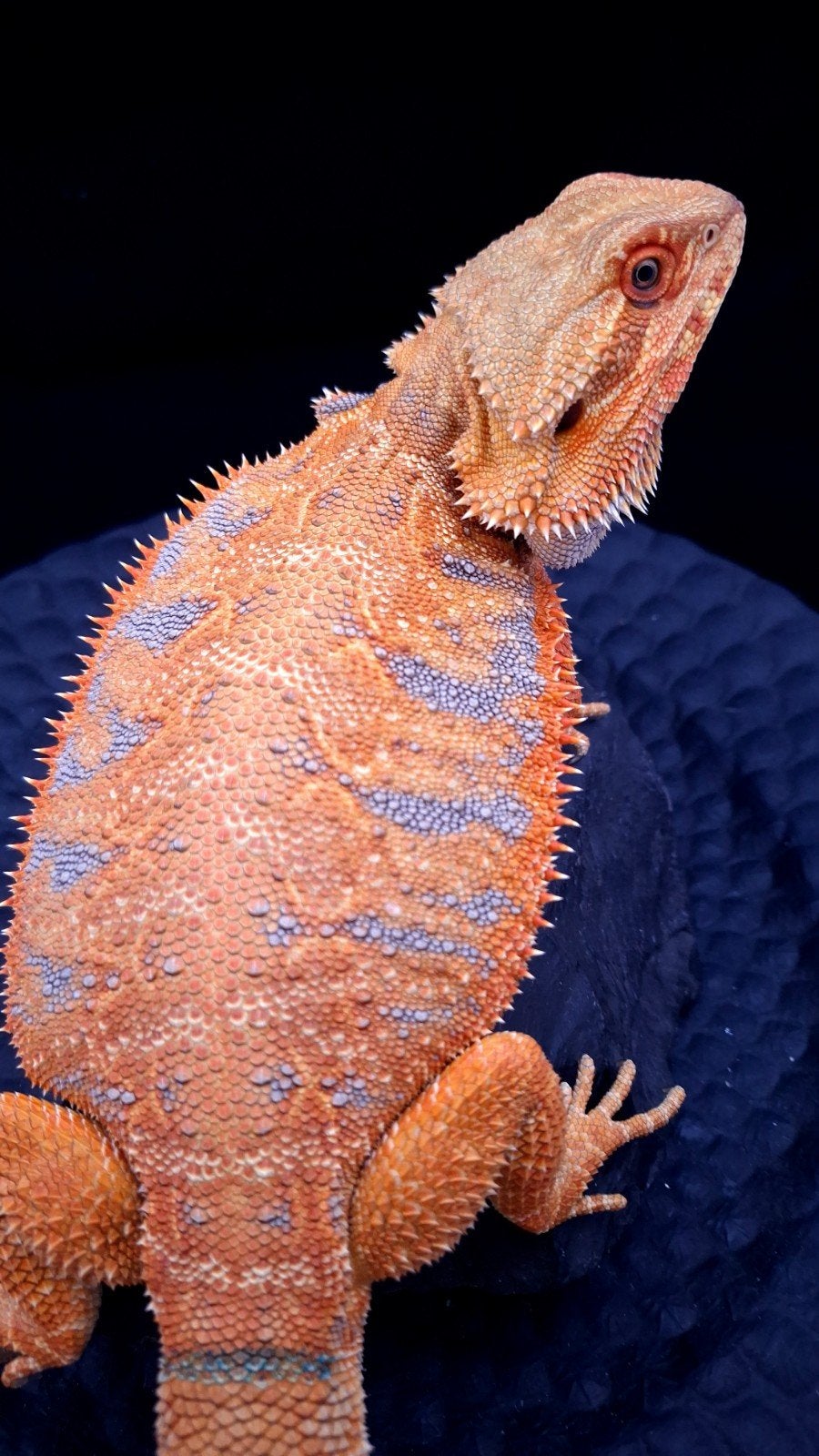 50% Red Monster Purple Tiger het. Witblits/Hypo Baardagaam, Dieren en Toebehoren, Hagedis, 0 tot 2 jaar