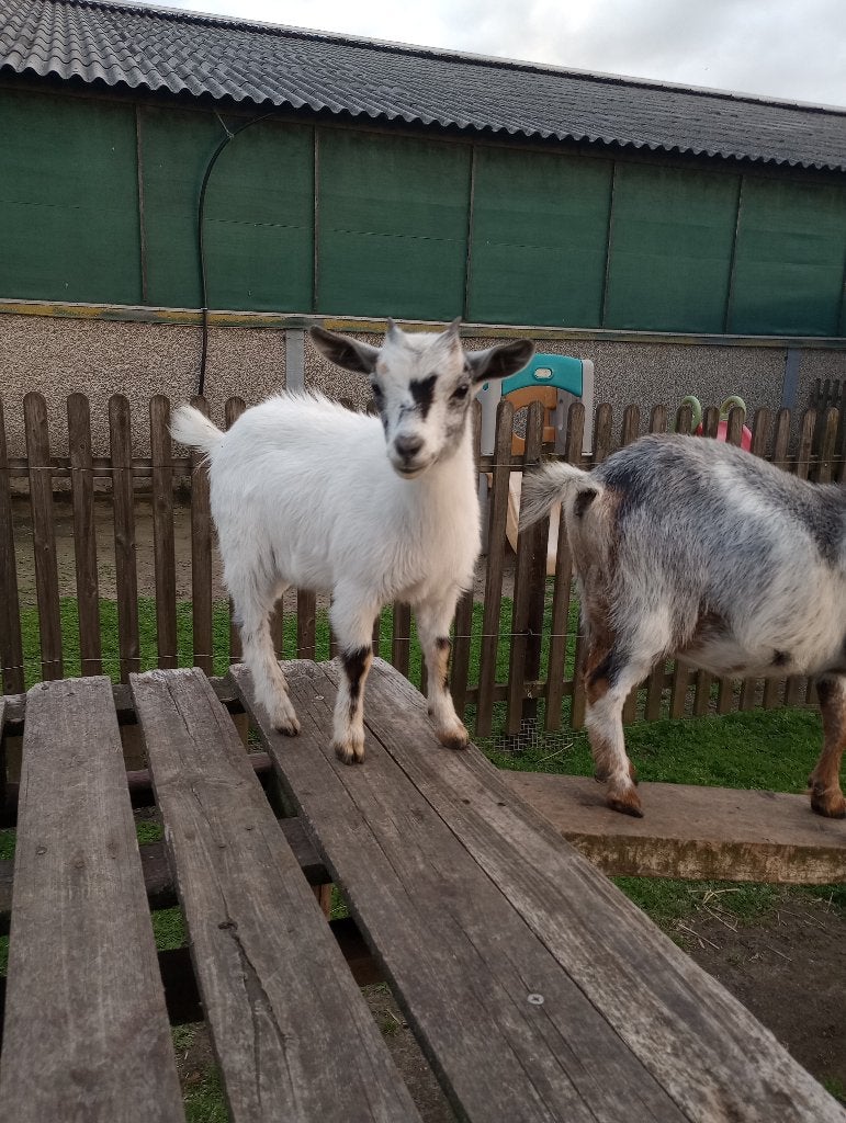mieke dwerggeitjes dwerggeit, Dieren en Toebehoren, Schapen, Geiten en Varkens, Vrouwelijk, Geit, 0 tot 2 jaar
