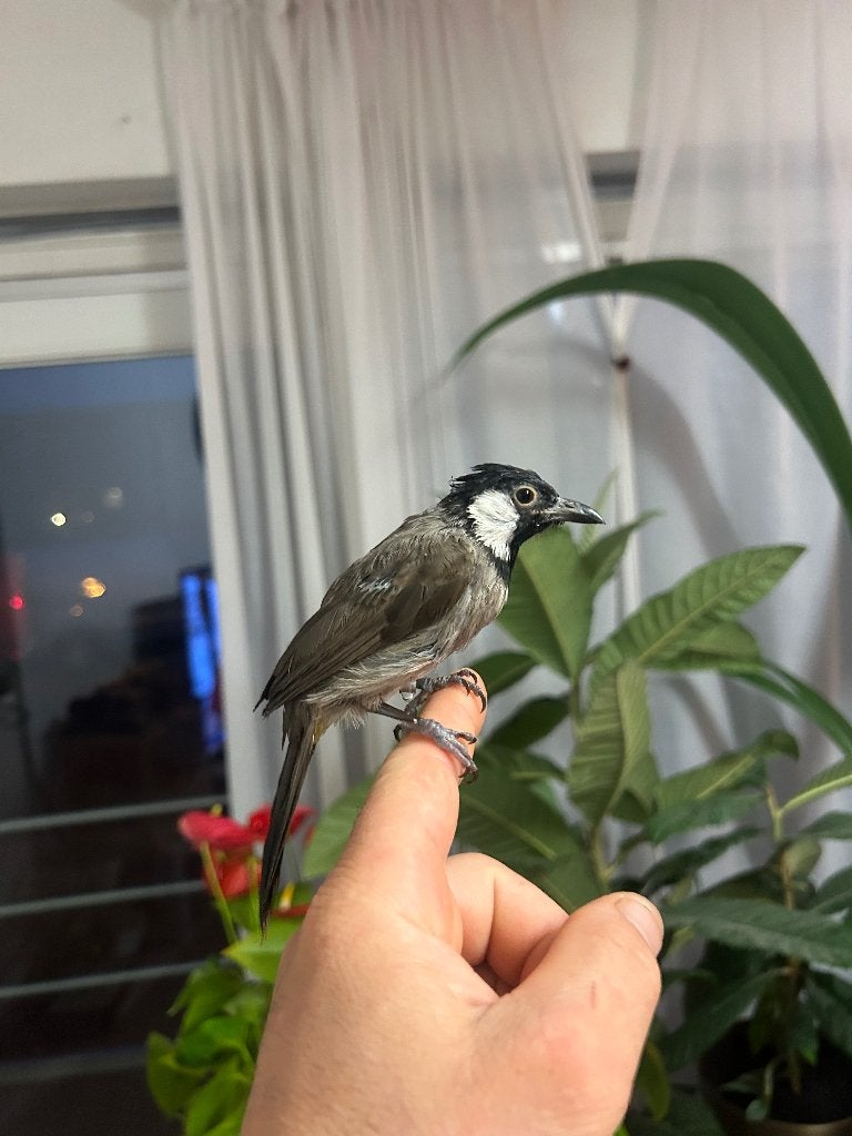 buulbuul irakes tamm 200€, Ophalen, Nieuw