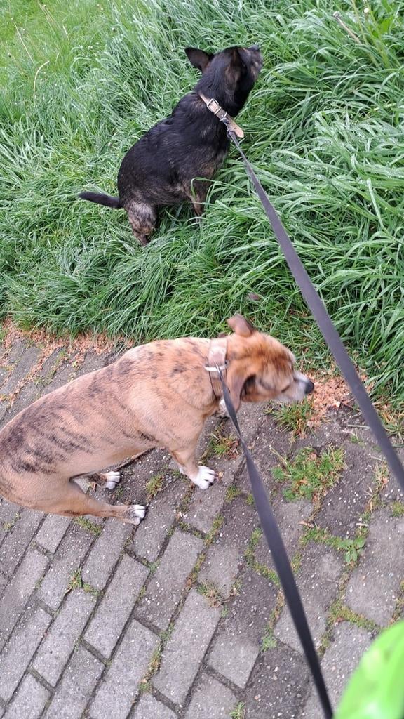 Uitlaten met de hond, Vacatures