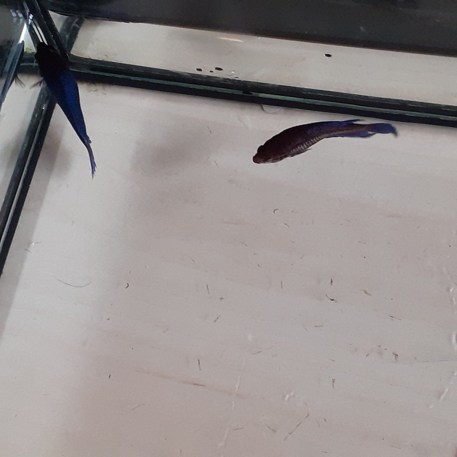 Betta vissen, Vis