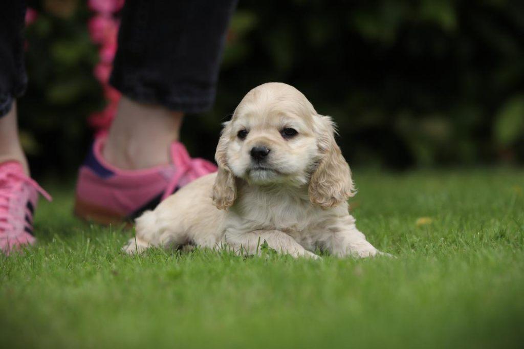 Creme Cocker, Amerikaanse Cocker pups te koop