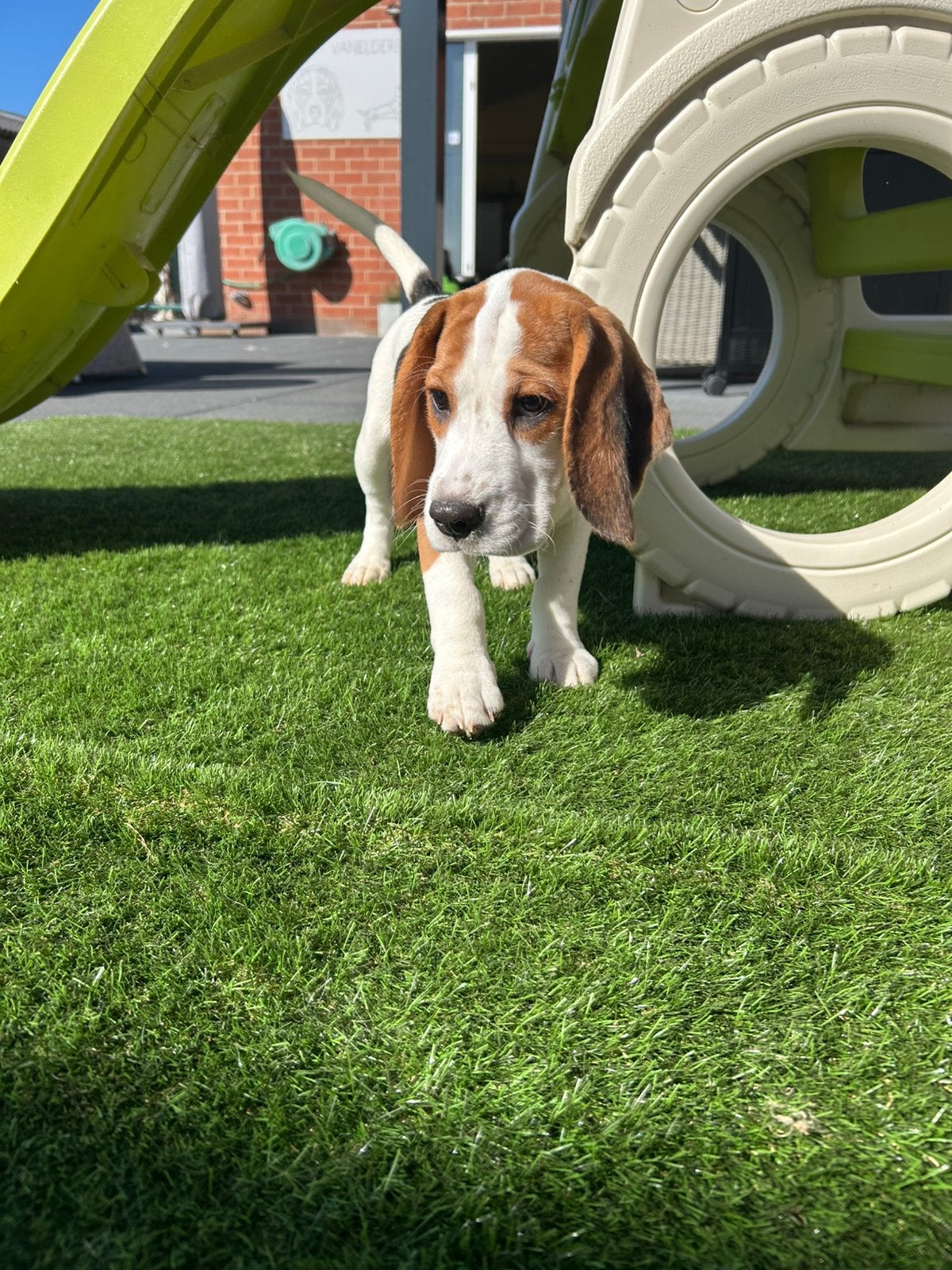 Leuke beagle pups, Dieren en Toebehoren, Honden | Beagles, Bassets en Lopende honden, België, Beagle, 8 tot 15 weken, Meerdere
