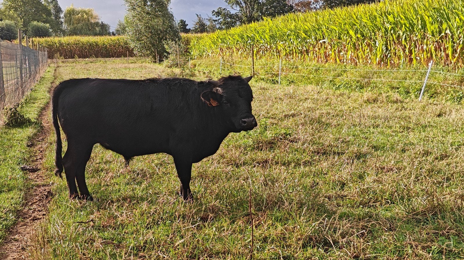 Dahomey stier, Dieren en Toebehoren