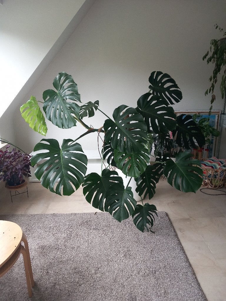 Prachtige Monstera Deliciosa (gatenplant) - incl. Elho pot, Maison & Meubles, Autres espèces, En pot, 150 à 200 cm, Enlèvement