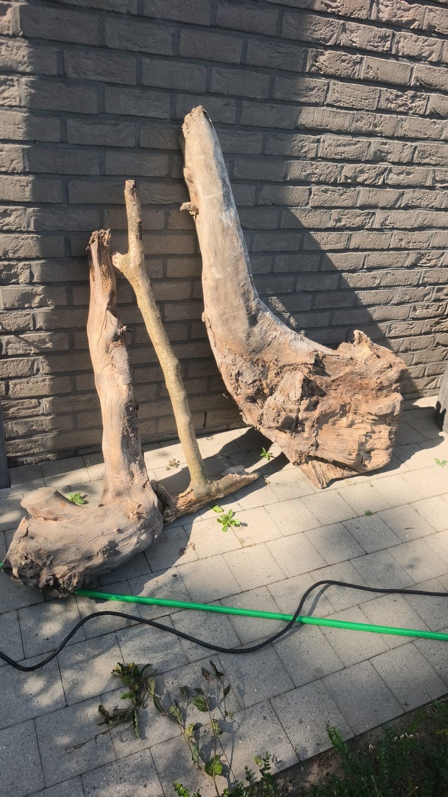 hout voor terrarium, Ophalen