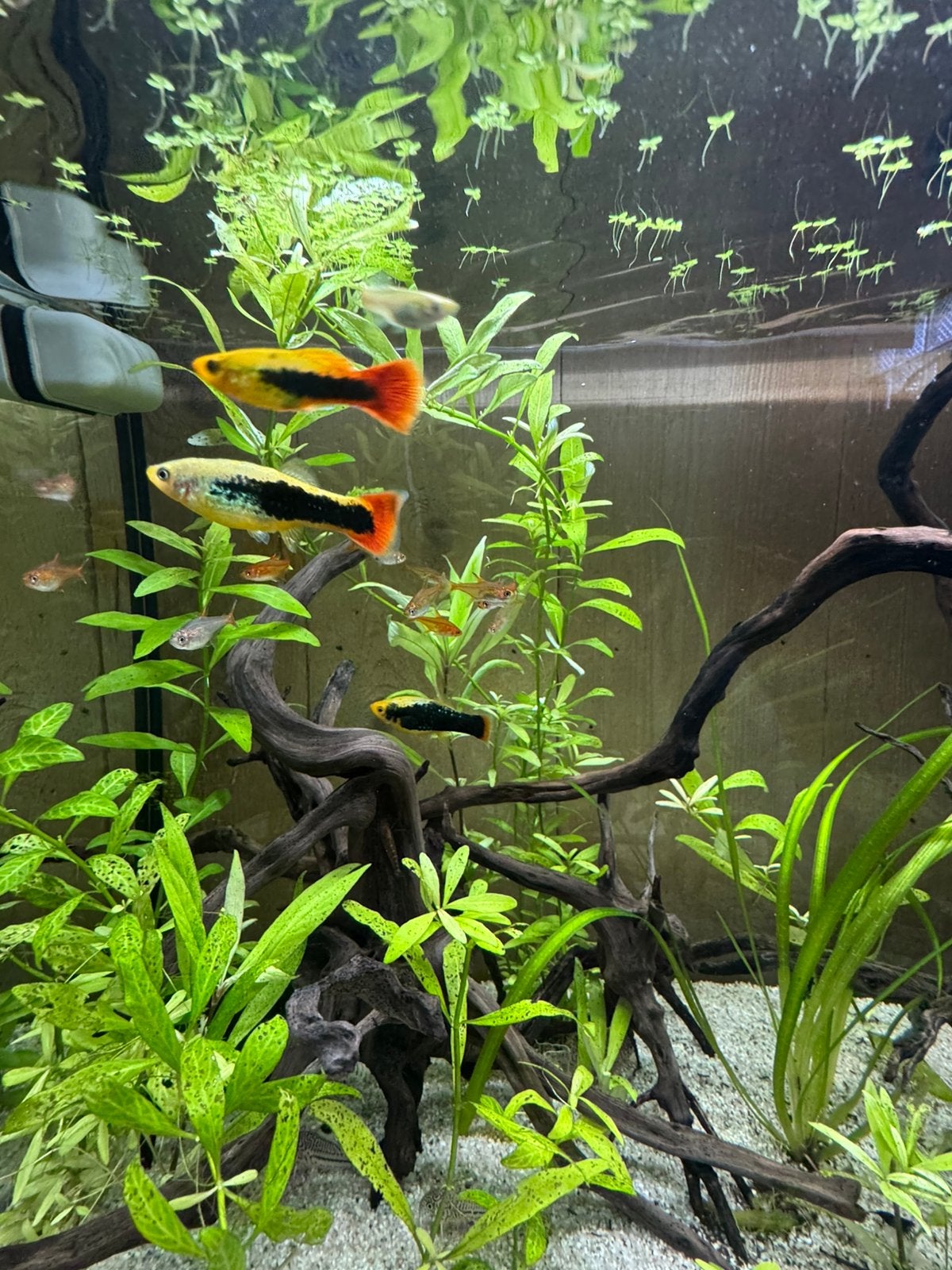 Platty’s koppel, Dieren en Toebehoren, Vissen | Aquariumvissen