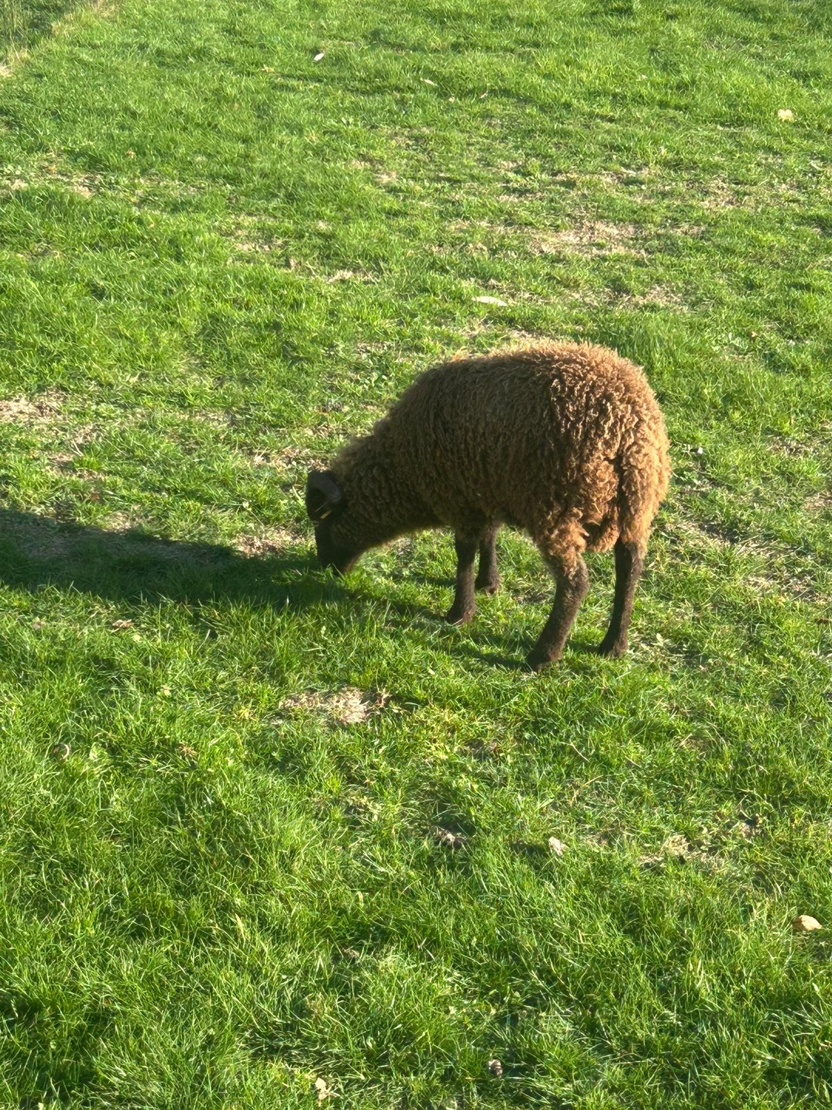 Twee prachtige jonge schapen te koop!, Dieren en Toebehoren, Meerdere dieren, Schaap