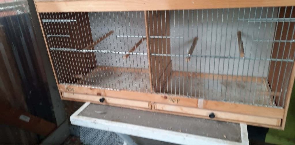 vogels, Dieren en Toebehoren