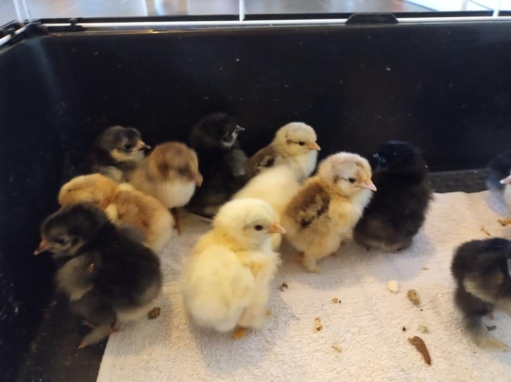 Cochin kriel kuikens, Dieren en Toebehoren, Pluimvee, Geslacht onbekend, Kip