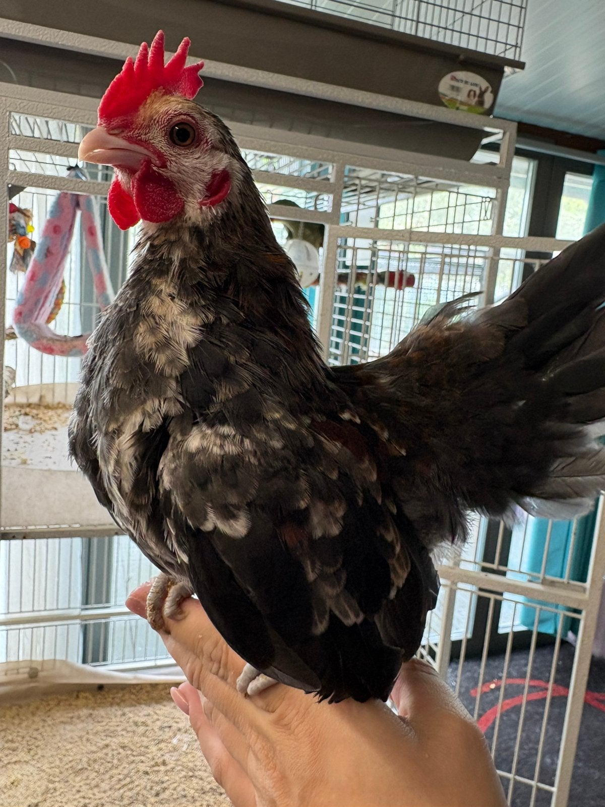 Jong tam serama haantje, Dieren en Toebehoren, Pluimvee