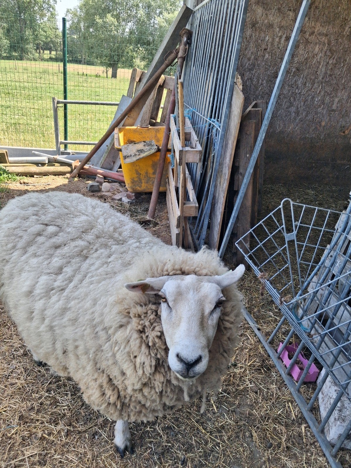 Oudere ooi, Dieren en Toebehoren, Vrouwelijk, Schaap, 6 jaar of ouder
