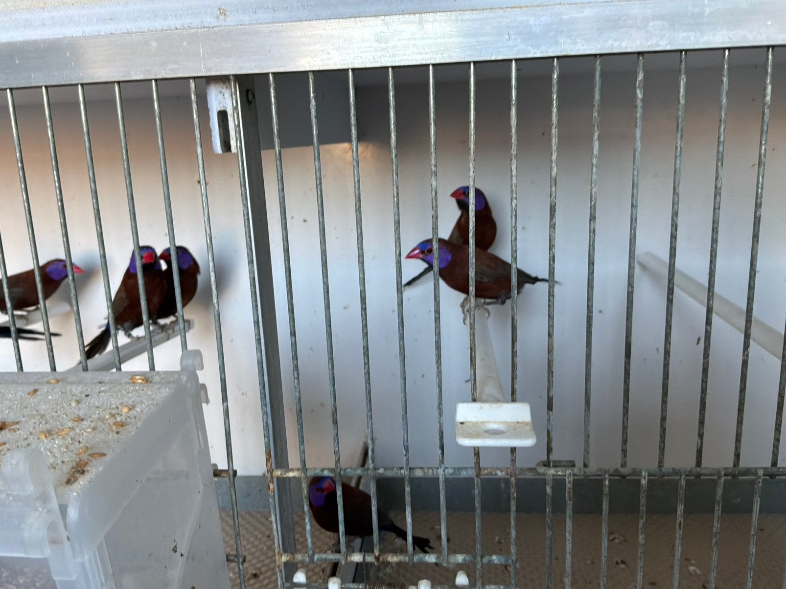 Granaatastrilde, Dieren en Toebehoren, Vogels | Overige Vogels, Meerdere dieren, Tropenvogel, Geringd