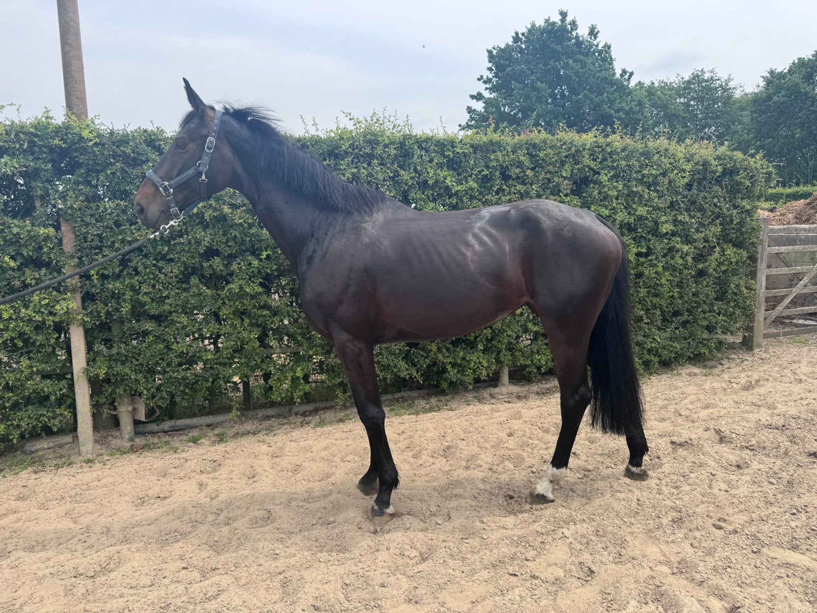 6 jarige merrie V. Taj Mahal (Etoile vd Neerheide), Merrie, 170 tot 175 cm, Springpaard, 3 tot 6 jaar