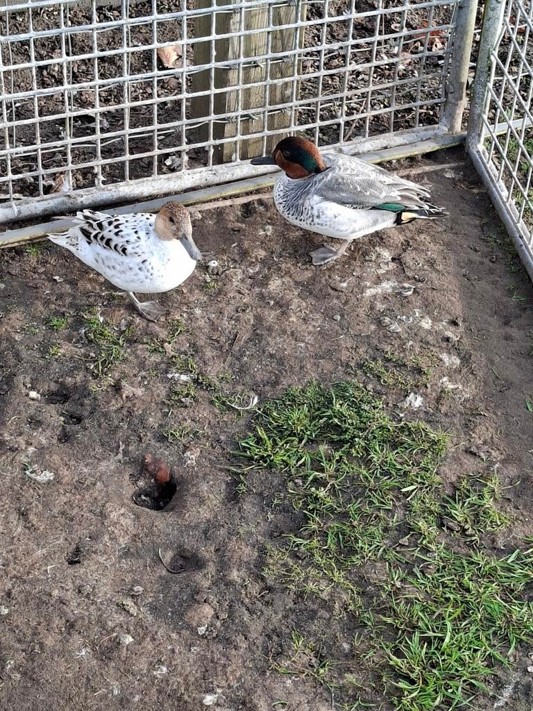 Amerikaanse wintertaling, Dieren en Toebehoren
