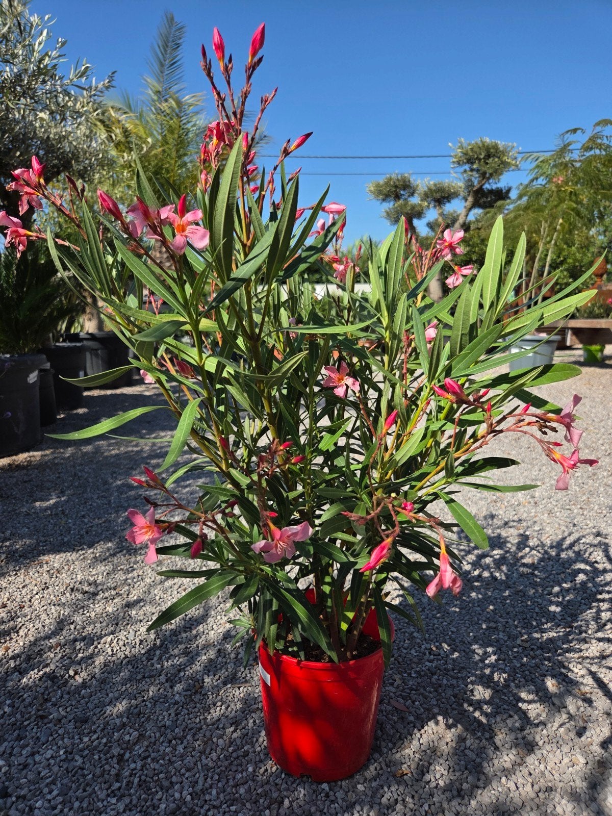Nerium Oleander, Ophalen