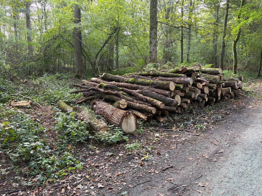 Bois de chauffage, Jardin & Terrasse, Enlèvement ou Envoi, Chêne