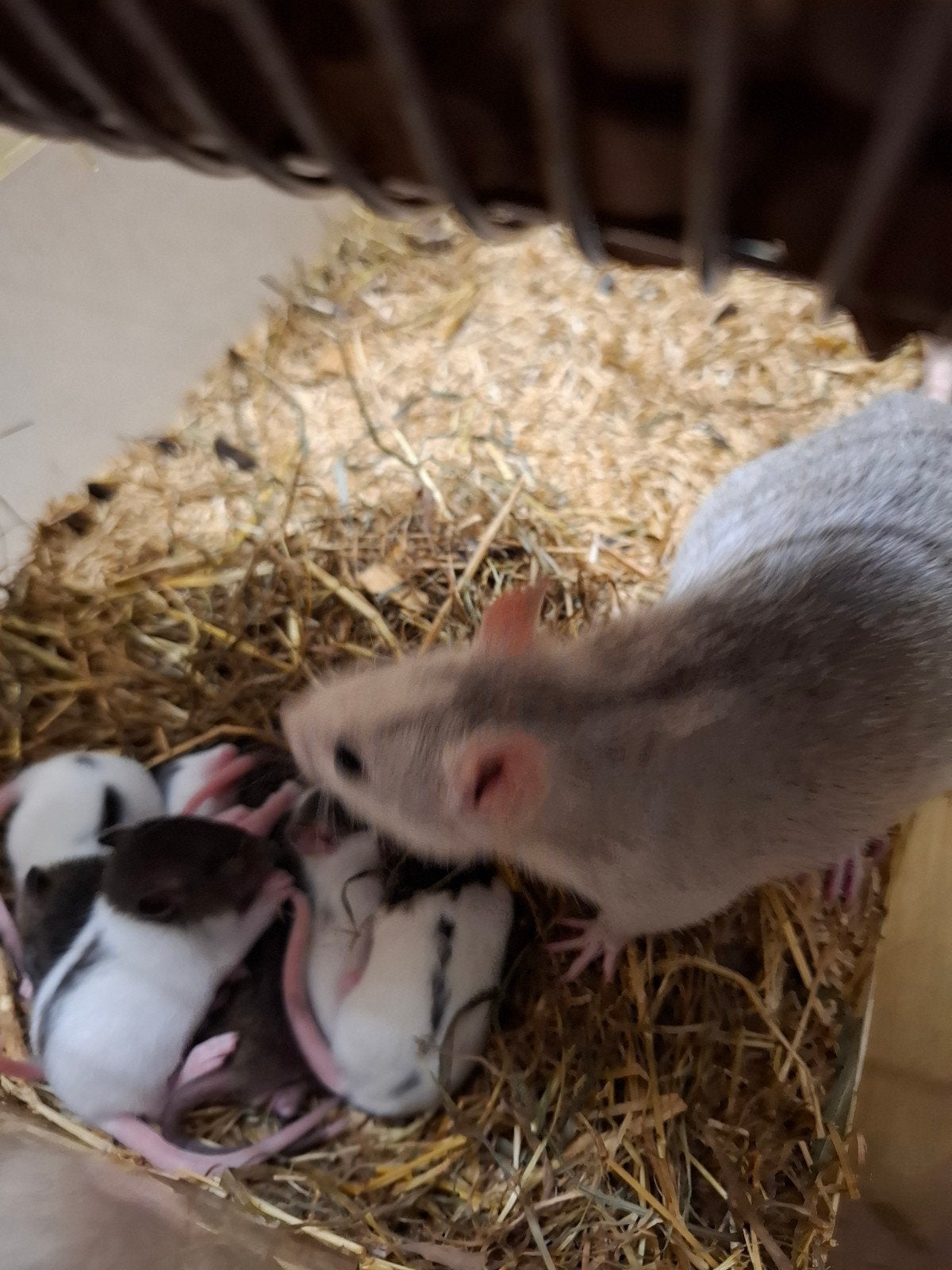 Ratten, Dieren en Toebehoren, Knaagdieren, Mei, Meerdere dieren, Rat