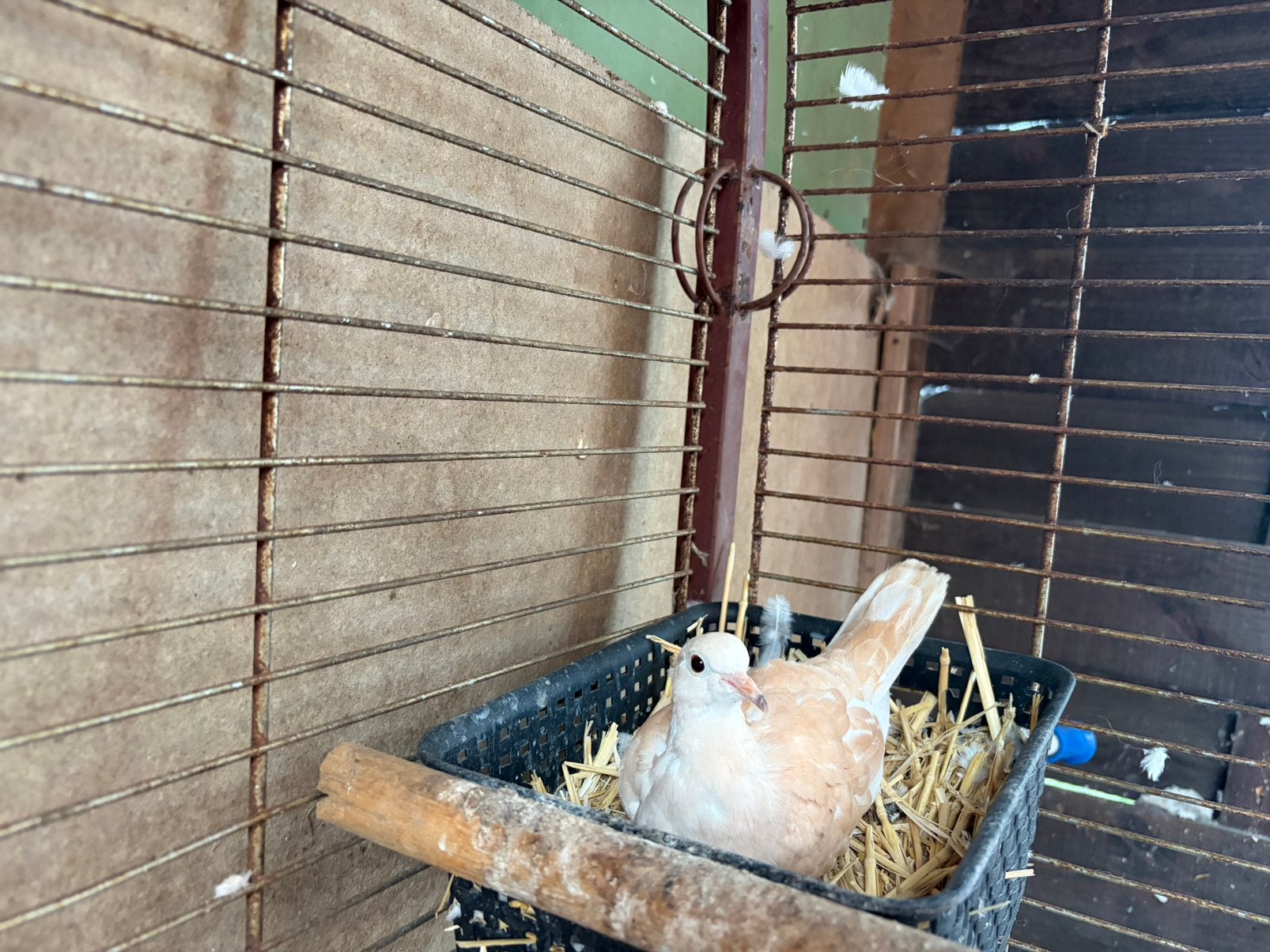 Lachduiven koppel, Dieren en Toebehoren