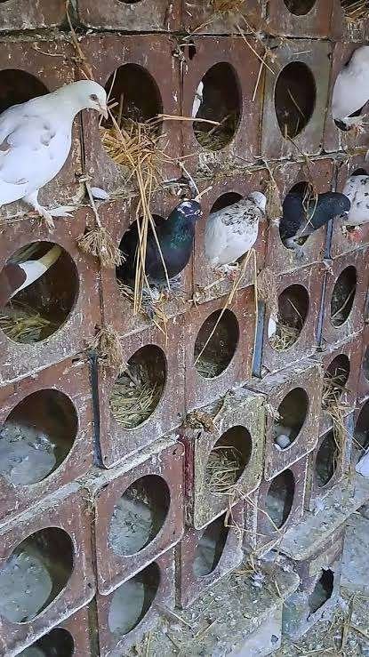 Duiven, Plusieurs animaux, Autres espèces