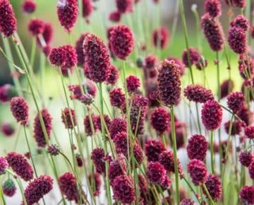 Sanguisorba minor, Volle zon, Vaste plant, Zomer, Ophalen