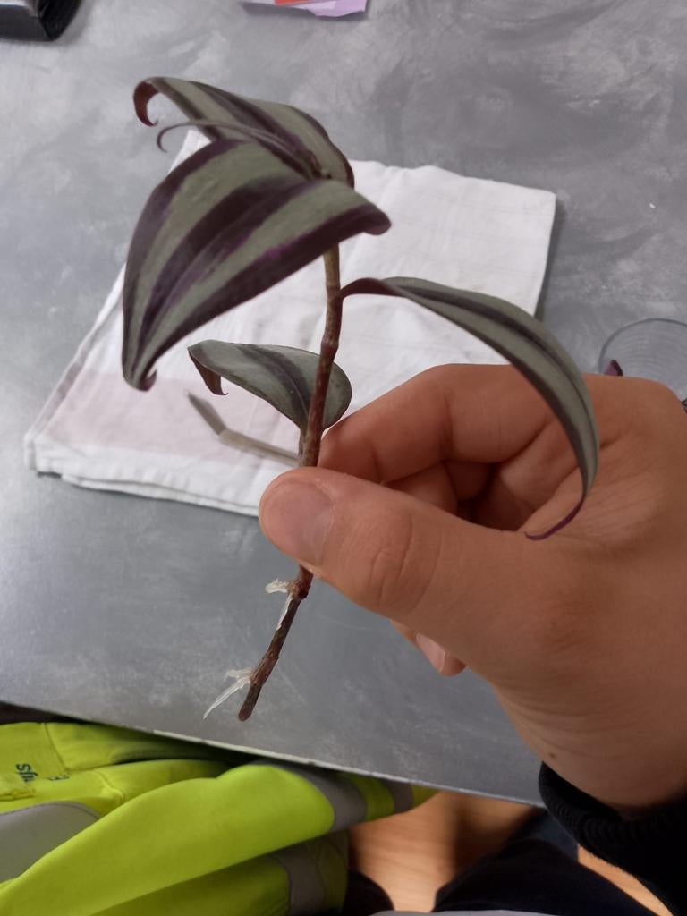 boutures de Tradescantia, Plante verte, Enlèvement ou Envoi, Ombre partielle, Moins de 100 cm