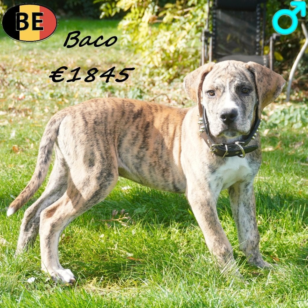Baco & Boris Stoere Boerboel pups - te koop (Belgisch), België, CDV (hondenziekte), 8 tot 15 weken, Meerdere