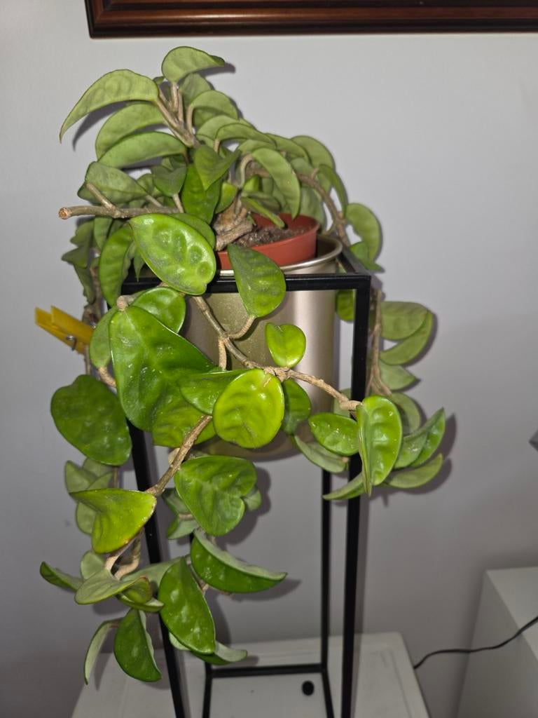 Hoya carnosa krinkle, Huis en Inrichting, Kamerplanten, Verzenden