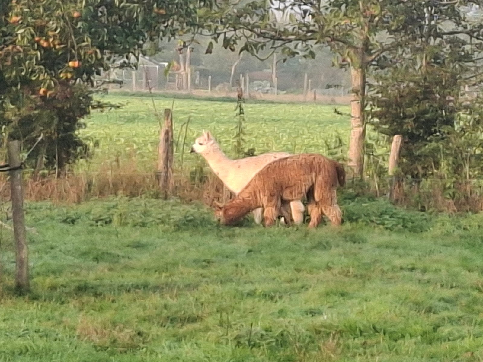 2 alpacas, Étalon, 0 à 2 ans