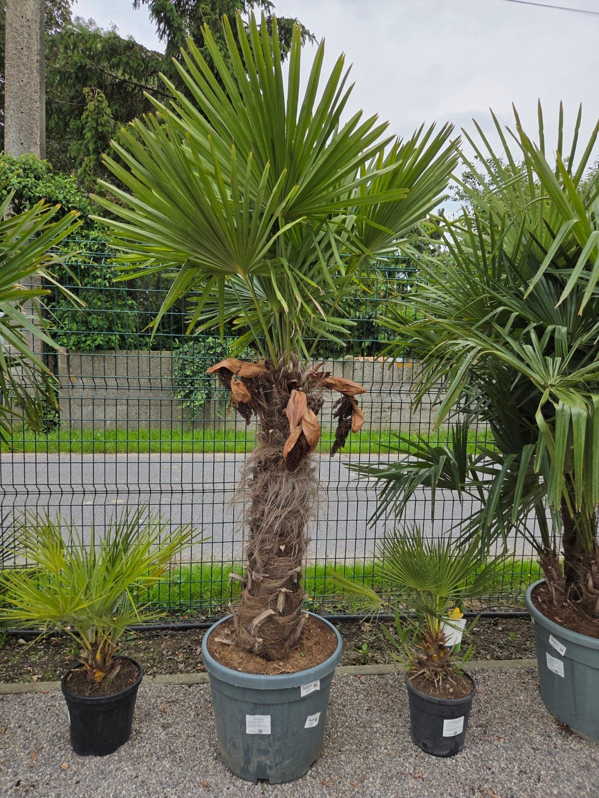 Winterharde palmboom Trachycarpus Fortunei, Tuin en Terras, Ophalen, Halfschaduw, Palmboom