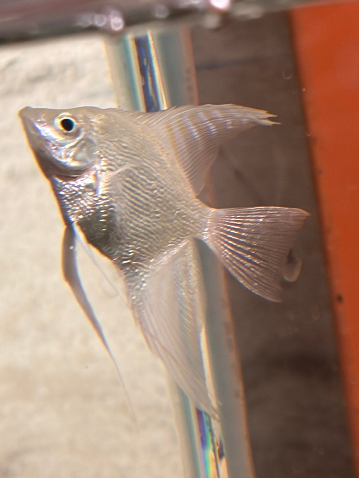 Platinum maanvis 1x, Vis, Zoetwatervis