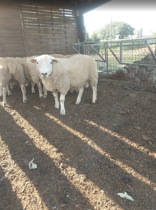 Franse Texel dekrammen te koop., Dieren en Toebehoren, Mannelijk, Schaap, 0 tot 2 jaar