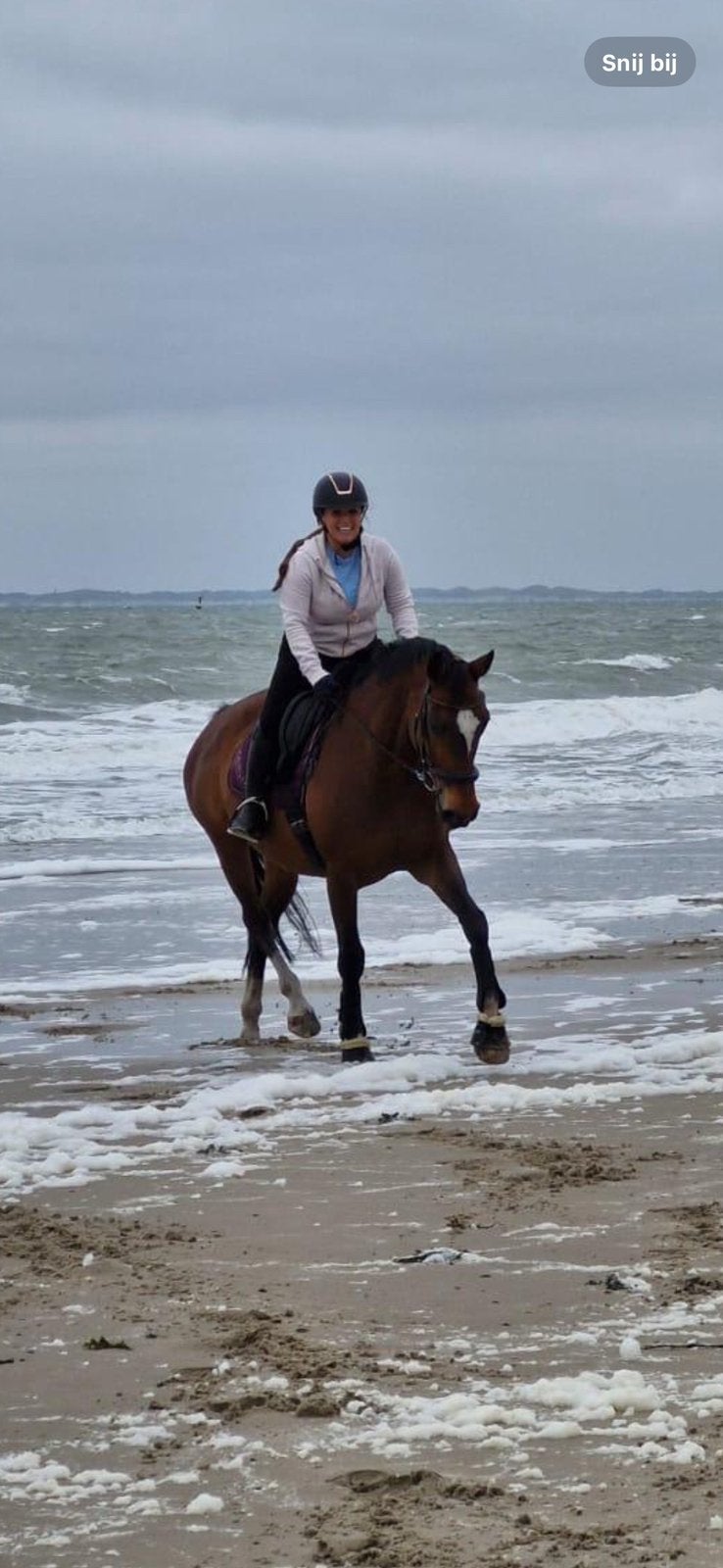 Betrouwbare merrie, 11 ans ou plus, M, Avec pedigree, 160 à 165 cm