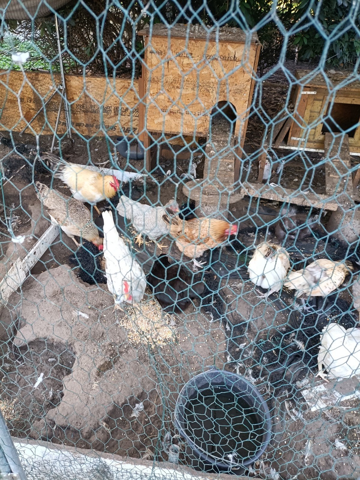 kippen, Dieren en Toebehoren