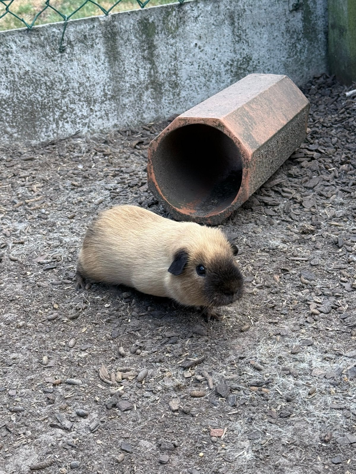 Cavai beertje te koop!, Animaux & Accessoires, Rongeurs, Juin, Mâle, Cobaye