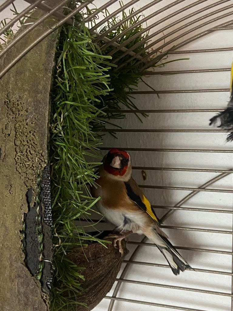 Putters Parva , Distelvink, Dieren en Toebehoren, Geringd