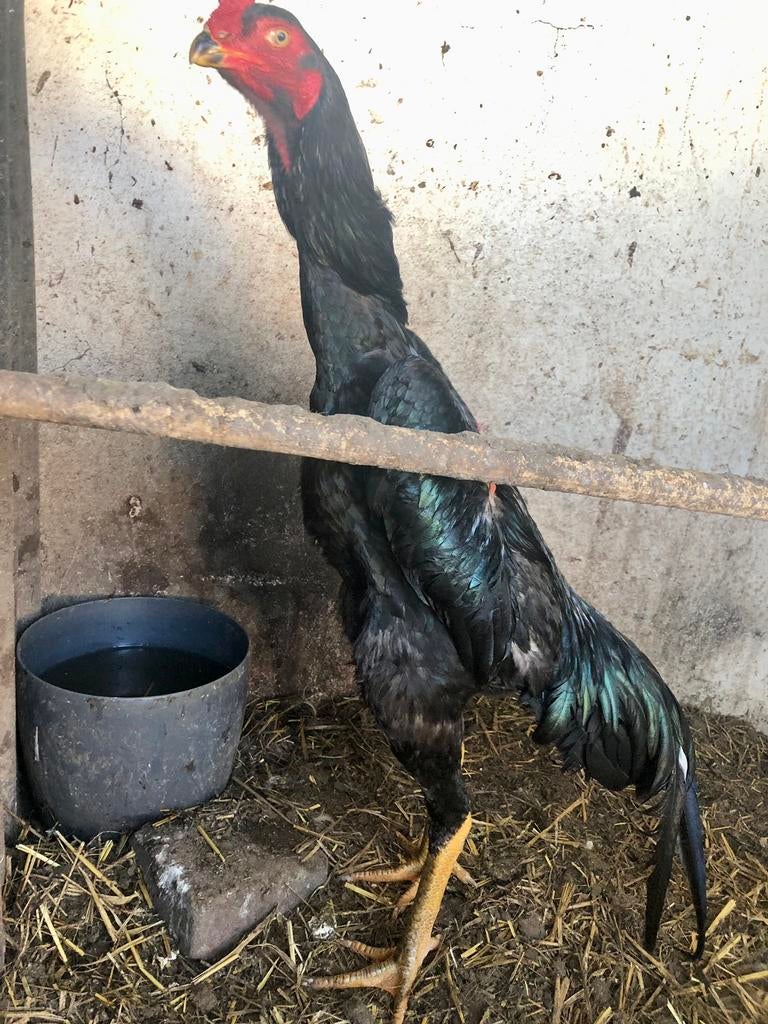 Coq Shamo, Poule ou poulet